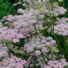 Pimpinella Major Rosea